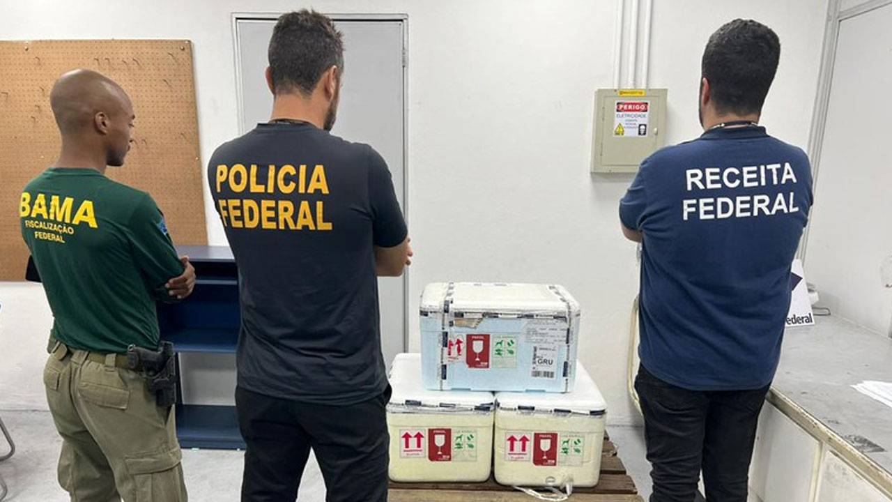 Advogada Presa No Aeroporto De Manaus Suspeita De Tr Fico De Animais